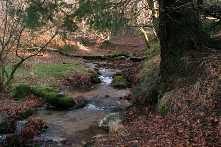 Ruisseau-en-automne
